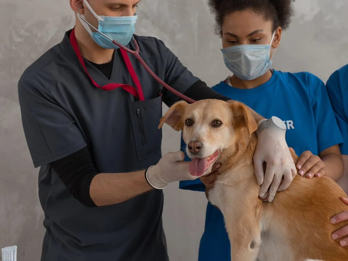 Veterinarian and assistant examining a dog, representing an AI automation case study for a veterinary practice